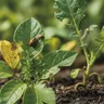 Insectes ravageurs : le guide complet