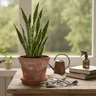 Plante serpent : conseils pratiques