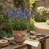 Plante veronique : conseils pratiques