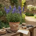 Plante veronique : conseils pratiques