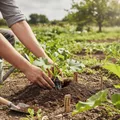 Quand planter courgette : conseils pratiques