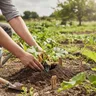 Quand planter courgette : conseils pratiques