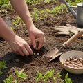 Semer des haricots verts : conseils pratiques